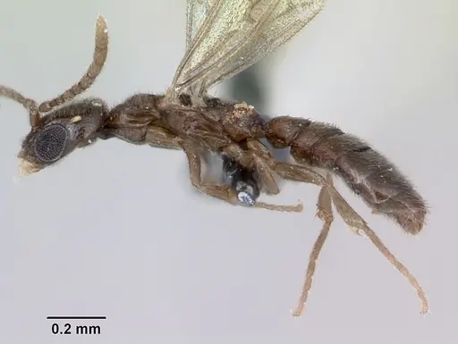 Fulakora minima specimen CASENT0172796 image casent0172796_3