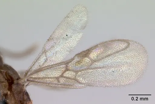 Fulakora minima specimen CASENT0172796 image casent0172796_4