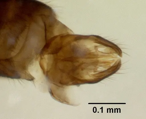 Fulakora minima specimen CASENT0172797 image casent0172797_1