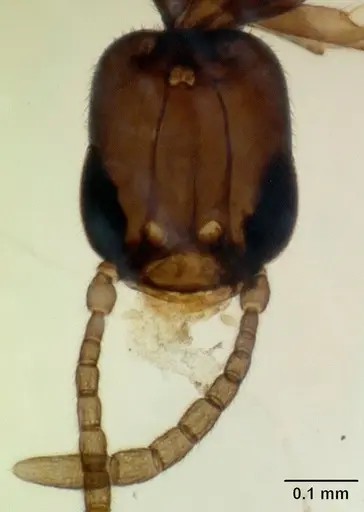 Fulakora minima specimen CASENT0172797 image casent0172797_2