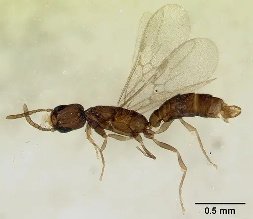 Fulakora minima specimen CASENT0172797 image casent0172797_3