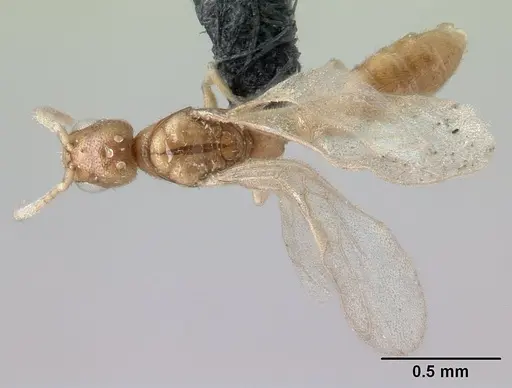 Fulakora minima specimen CASENT0173342 image casent0173342_1
