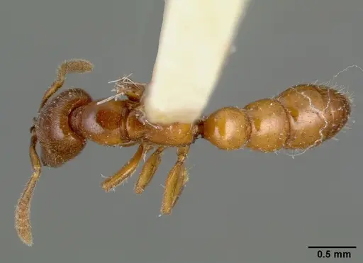 Fulakora monrosi specimen CASTYPE06893 image castype06893_1