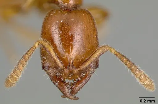 Fulakora monrosi specimen CASTYPE06893 image castype06893_2
