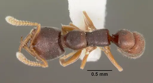 Fulakora papuana specimen CASENT0102190 image casent0102190_1