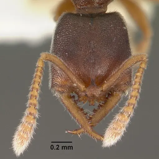 Fulakora papuana specimen CASENT0102190 image casent0102190_2