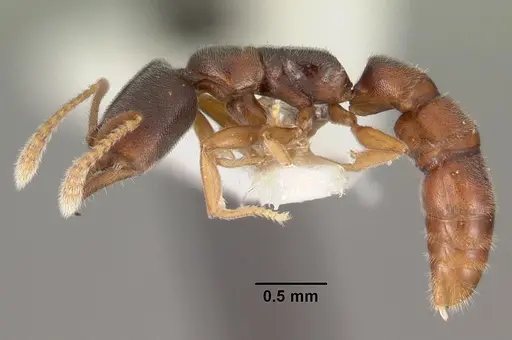 Fulakora papuana specimen CASENT0102190 image casent0102190_3