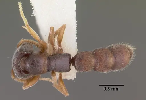 Fulakora papuana specimen CASENT0102475 image casent0102475_1