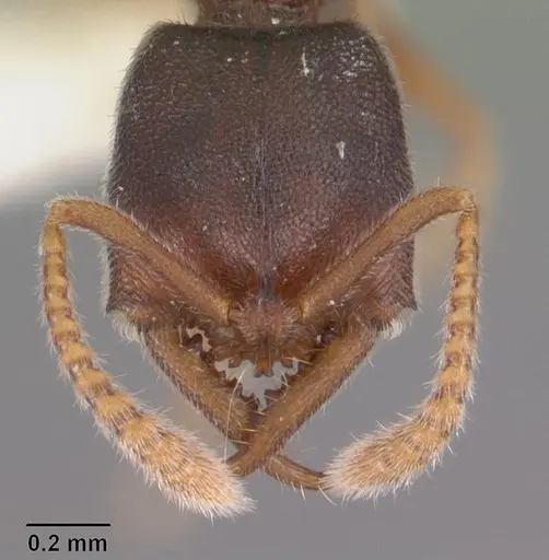 Fulakora papuana specimen CASENT0102476 image casent0102476_2