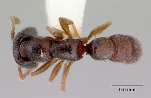 Fulakora papuana specimen CASENT0172236 image casent0172236_1