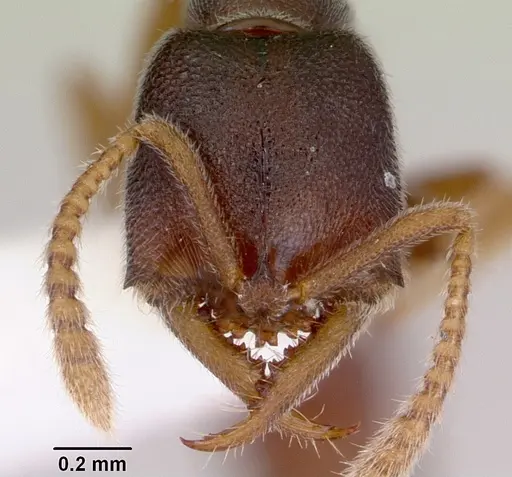 Fulakora papuana specimen CASENT0172236 image casent0172236_2