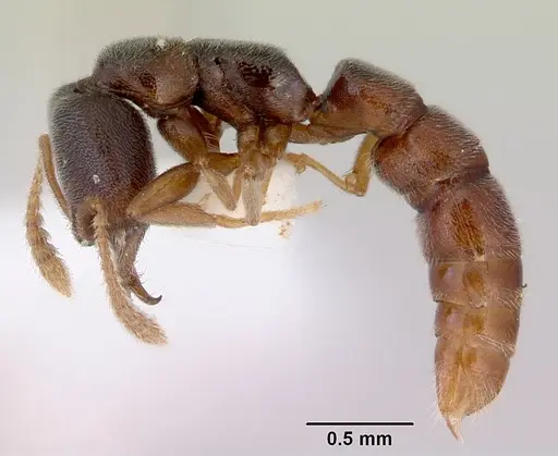 Fulakora papuana specimen CASENT0172236 image casent0172236_3
