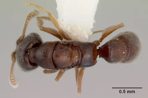 Fulakora papuana specimen CASENT0172237 image casent0172237_1