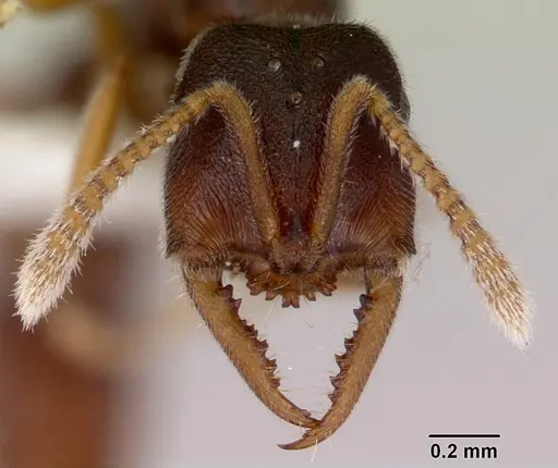 Fulakora papuana specimen CASENT0172237 image casent0172237_2