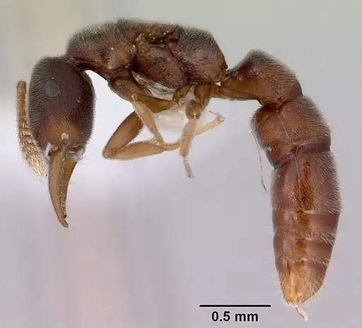 Fulakora papuana specimen CASENT0172237 image casent0172237_3