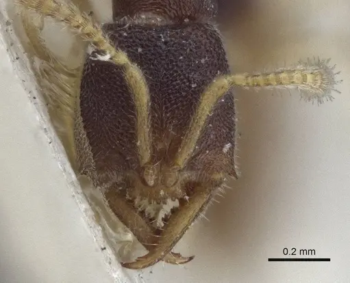 Fulakora papuana specimen CASENT0916705 image casent0916705_2