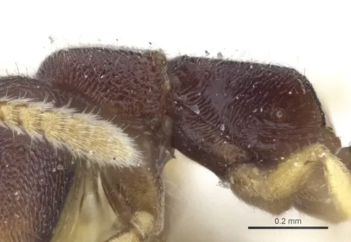 Fulakora papuana specimen CASENT0916705 image casent0916705_4