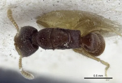 Fulakora papuana specimen CASENT0916706 image casent0916706_1