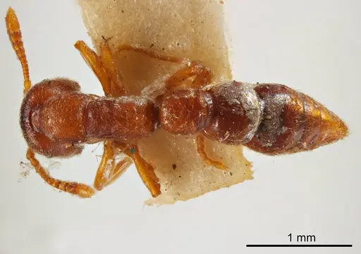 Fulakora punctulata specimen ANTWEB1008137 image antweb1008137_1