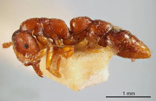 Fulakora punctulata specimen ANTWEB1008137 image antweb1008137_2