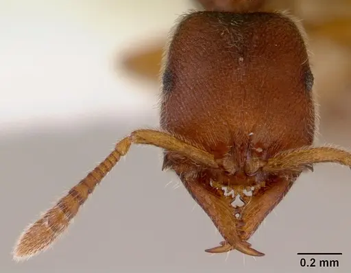 Fulakora punctulata specimen CASENT0172221 image casent0172221_2