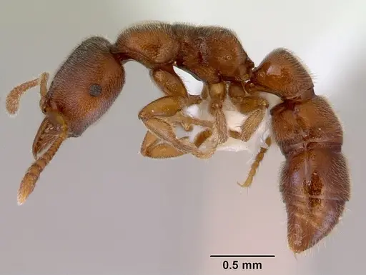 Fulakora punctulata specimen CASENT0172221 image casent0172221_3