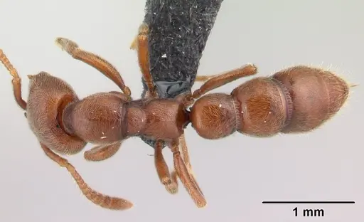 Fulakora saundersi specimen CASENT0006813 image casent0006813_1