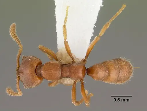Fulakora saundersi specimen CASENT0102189 image casent0102189_1