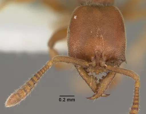 Fulakora saundersi specimen CASENT0102189 image casent0102189_2
