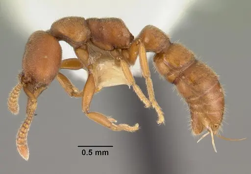 Fulakora saundersi specimen CASENT0102189 image casent0102189_3