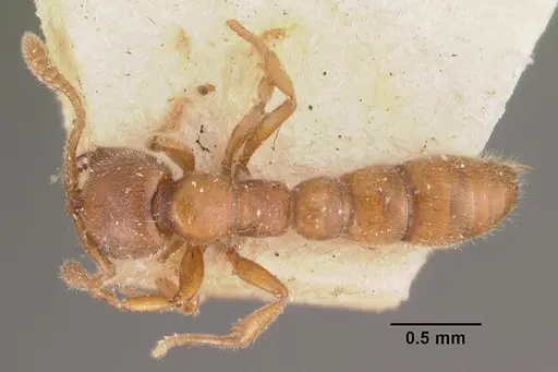 Fulakora saundersi specimen CASENT0102518 image casent0102518_1