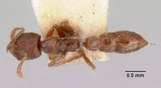 Fulakora saundersi specimen CASENT0172248 image casent0172248_1