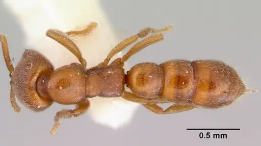 Fulakora saundersi specimen CASENT0172249 image casent0172249_1