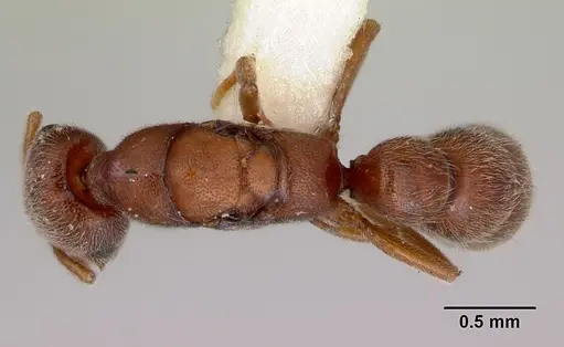 Fulakora saundersi specimen CASENT0172250 image casent0172250_1