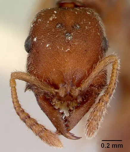 Fulakora saundersi specimen CASENT0172250 image casent0172250_2