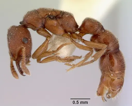 Fulakora saundersi specimen CASENT0172250 image casent0172250_3
