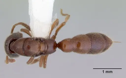 Fulakora saundersi specimen CASENT0172388 image casent0172388_1