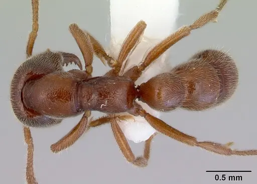 Fulakora saundersi specimen CASENT0172389 image casent0172389_1