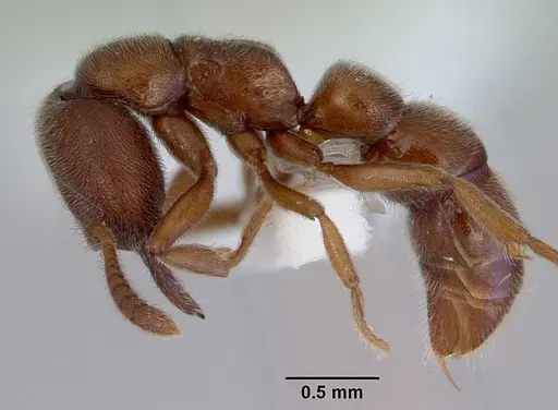 Fulakora saundersi specimen CASENT0172389 image casent0172389_3