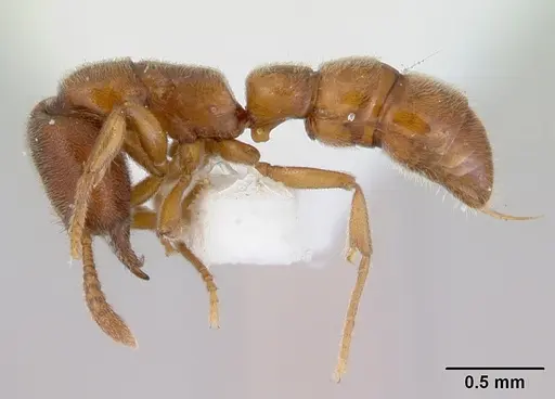 Fulakora saundersi specimen CASENT0172390 image casent0172390_3