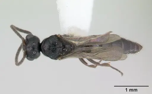 Fulakora saundersi specimen CASENT0178474 image casent0178474_1