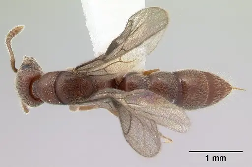 Fulakora saundersi specimen CASENT0178862 image casent0178862_1