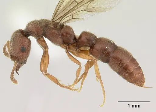 Fulakora saundersi specimen CASENT0178862 image casent0178862_3