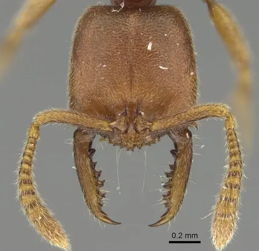 Fulakora saundersi specimen CASENT0922071 image casent0922071_2