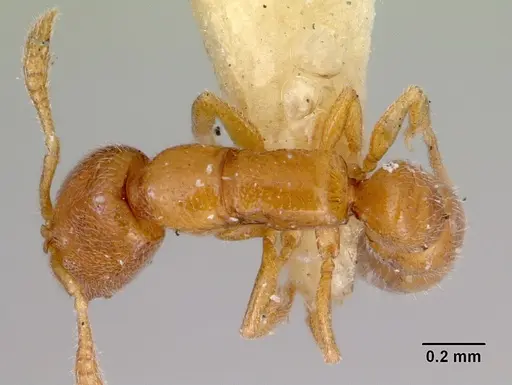 Fulakora smithi specimen CASENT0172232 image casent0172232_1