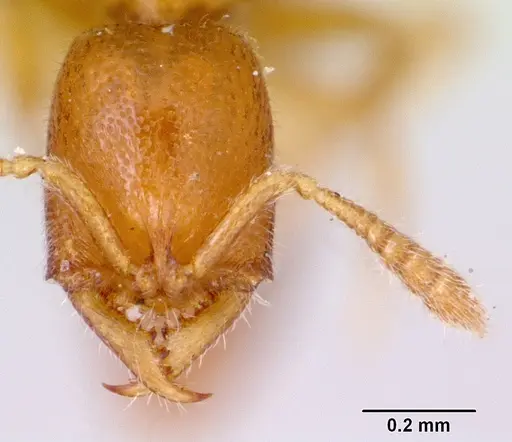 Fulakora smithi specimen CASENT0172232 image casent0172232_2