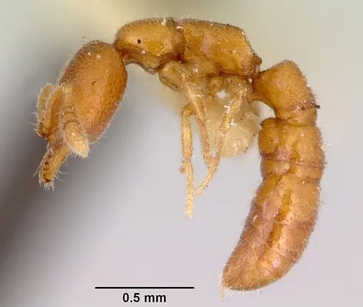 Fulakora smithi specimen CASENT0172232 image casent0172232_3