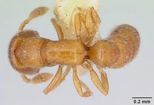 Fulakora smithi specimen CASENT0172800 image casent0172800_1