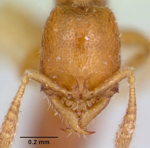 Fulakora smithi specimen CASENT0172800 image casent0172800_2