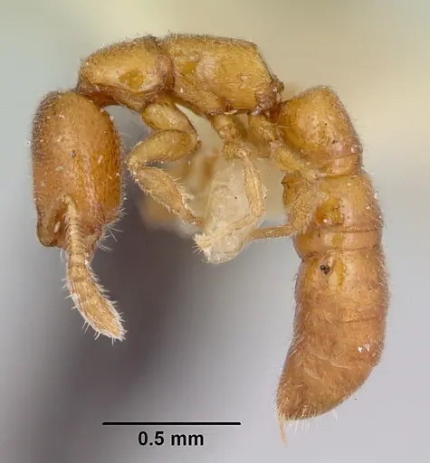 Fulakora smithi specimen CASENT0172800 image casent0172800_3